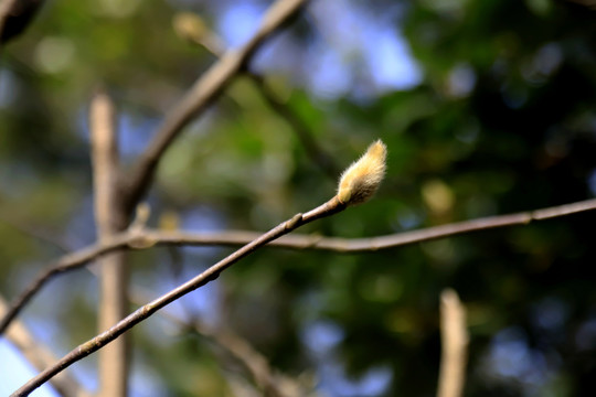 树枝新芽