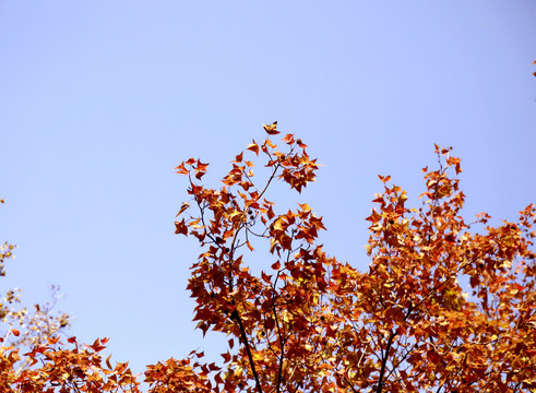 枫叶天空