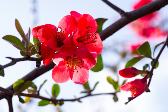 桃花樱花海棠花