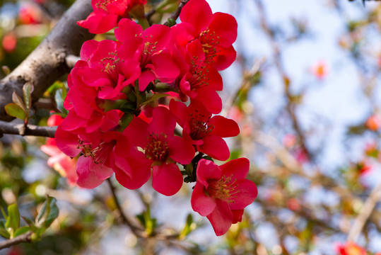 桃花樱花海棠花