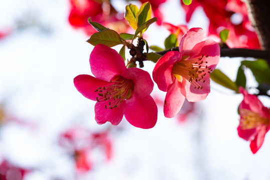 桃花樱花海棠花