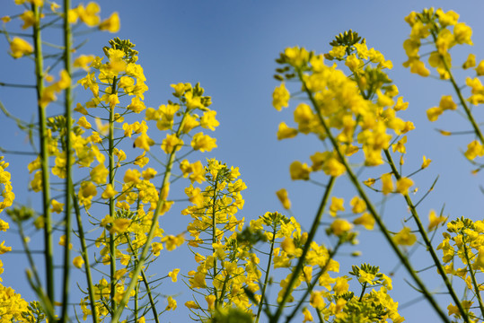 油菜花