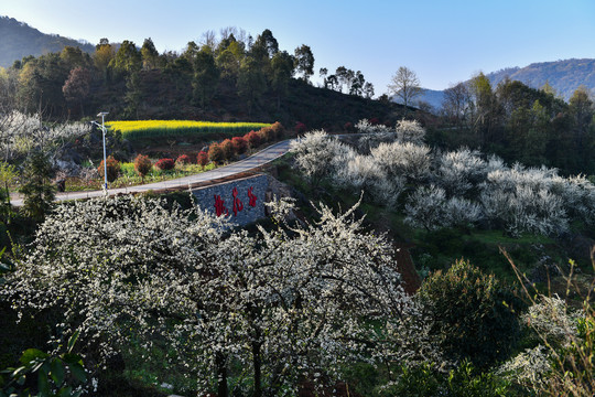 桃花李花景色