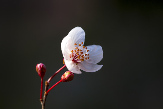 紫叶梅花