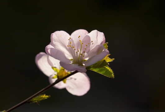 紫叶梅花