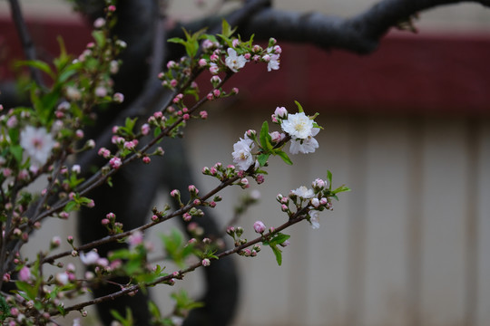 寺庙里的春日桃花