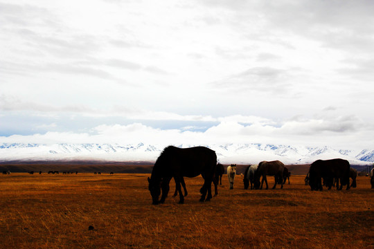 新疆那拉提草原牧马