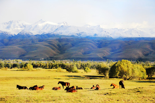 新疆那拉提草原雪山牧场