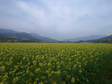 油菜花