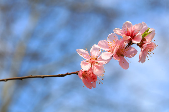 桃花