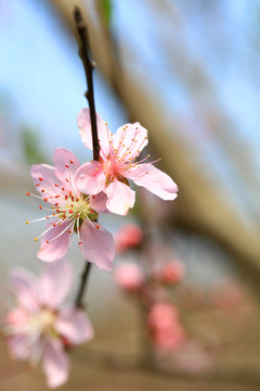 桃花