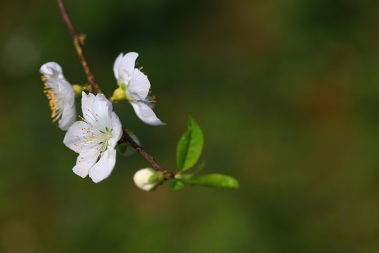 桃花