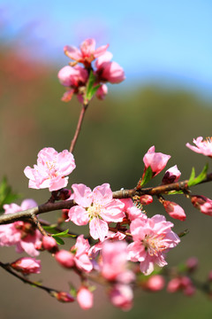 桃花