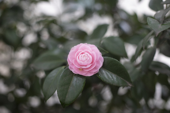 千层茶花