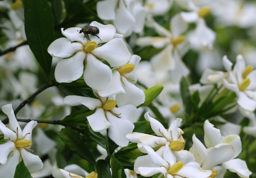 山桅子花