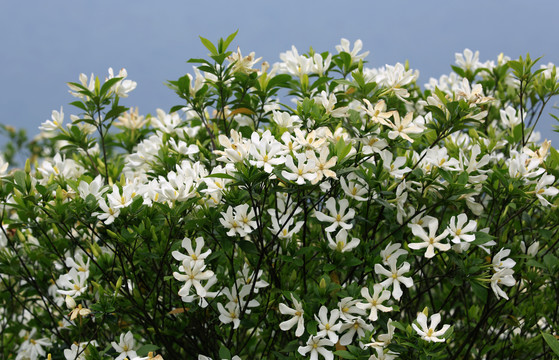 山桅子花