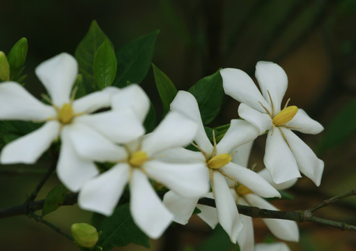 山桅子花