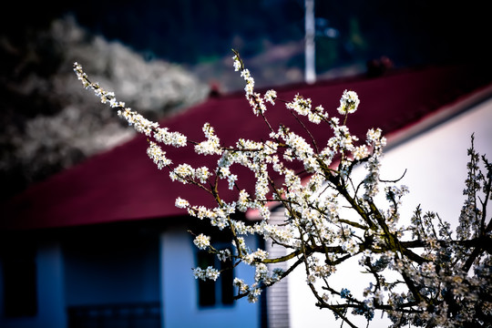 房前屋后李子花