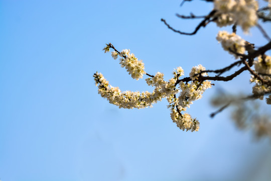 春暖花开