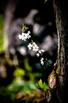 春暖花开