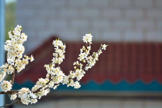 春暖花开