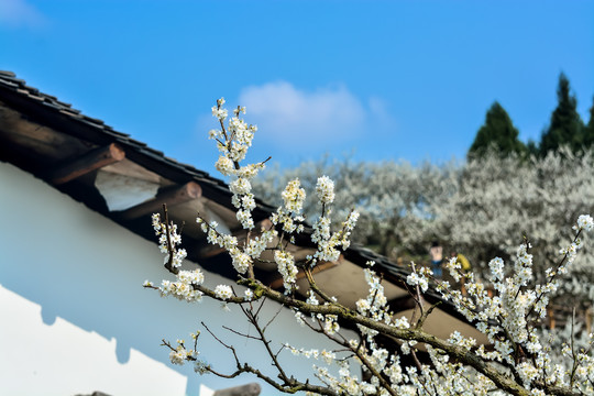 春暖花开