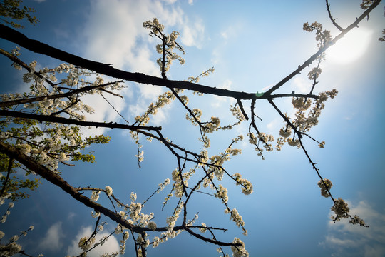 李子花