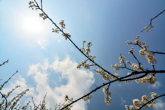 李子花