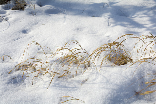 荒草雪地