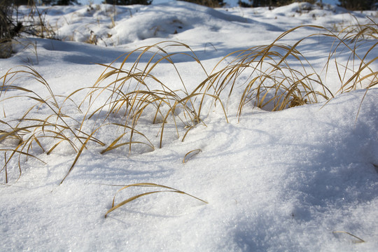 雪野