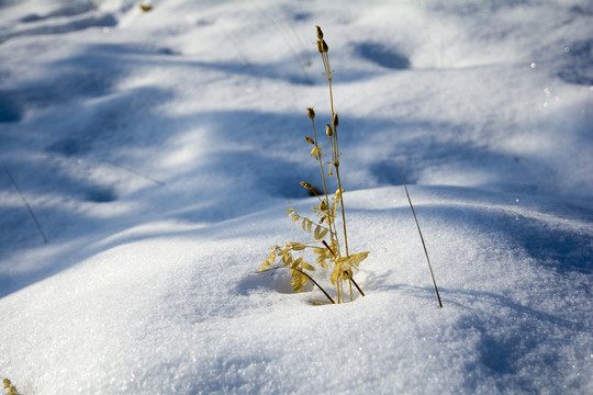 荒草雪地