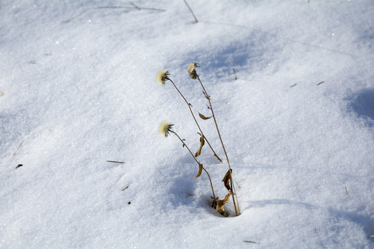 荒草雪地