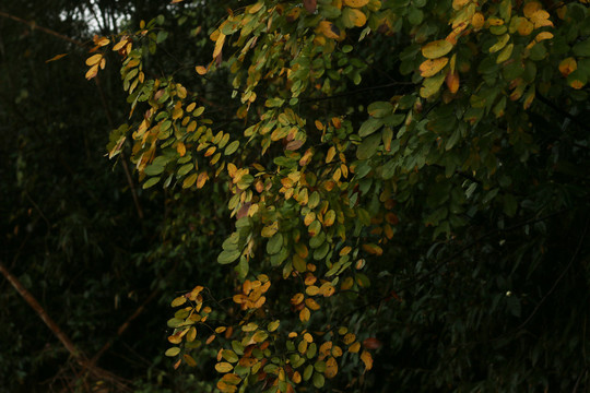 黄绿间杂的黄檀树叶