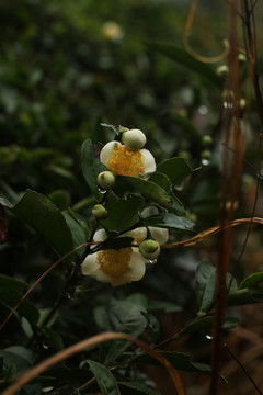 带雨珠的茶树花
