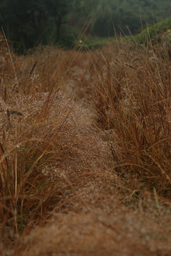 湿漉漉的荒草田埂小路