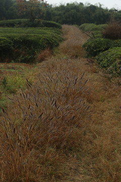 田埂上的狗尾巴草