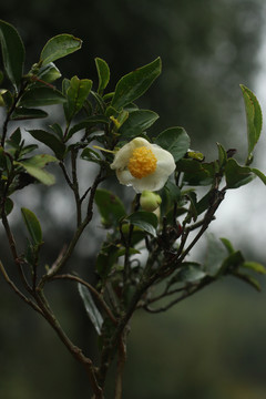 雨水打湿了的茶树花