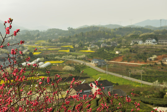 春天桃花园风光