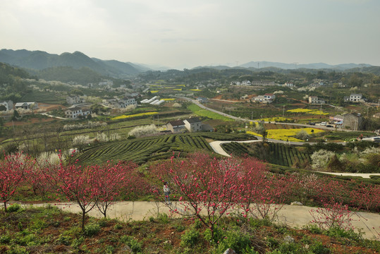 春天桃花园风光