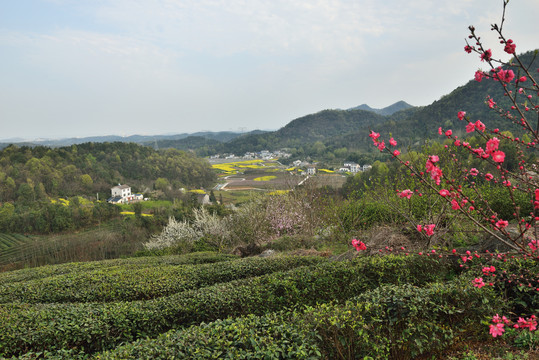 春天桃花园风光