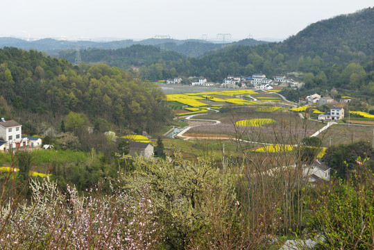 春天桃花园风光