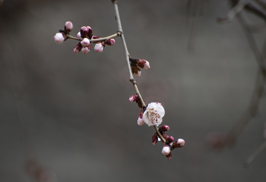 山桃花