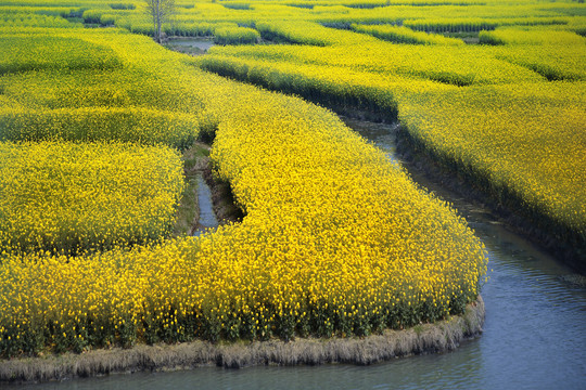 千垛油菜花