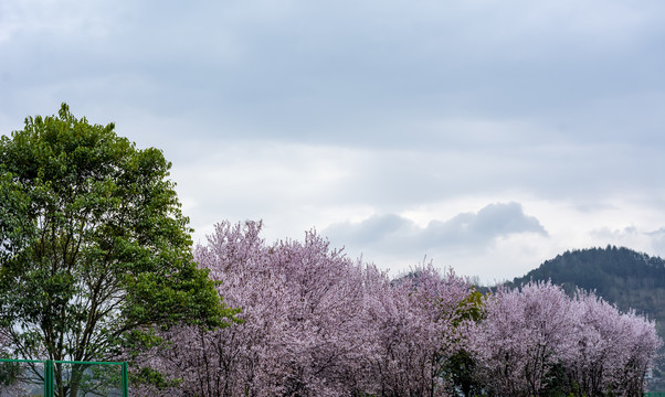 春天粉色李子花