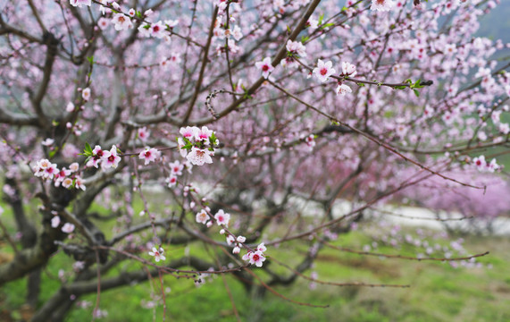 桃花