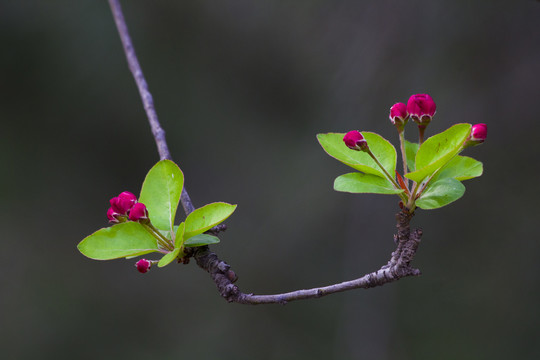 果树花