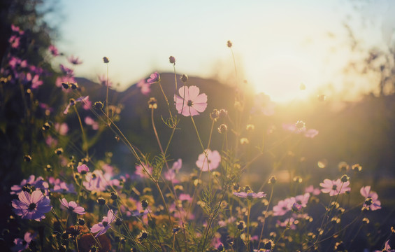 夕阳下的格桑花