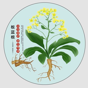 板藍(lán)根插畫(huà)