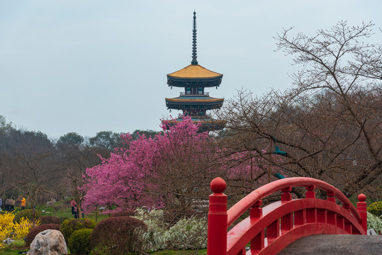 武汉东湖樱园风景