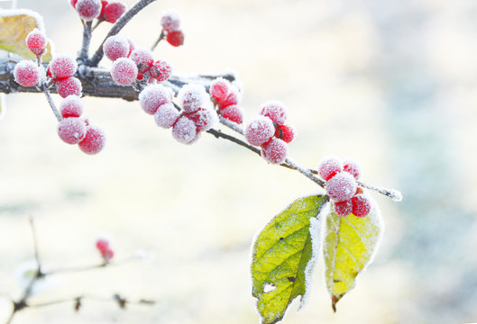 冬日枝头结霜冻的红果